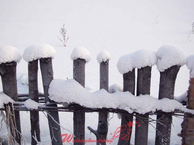 雪特别厚~落在栅栏上的就像一朵朵的小蘑菇~