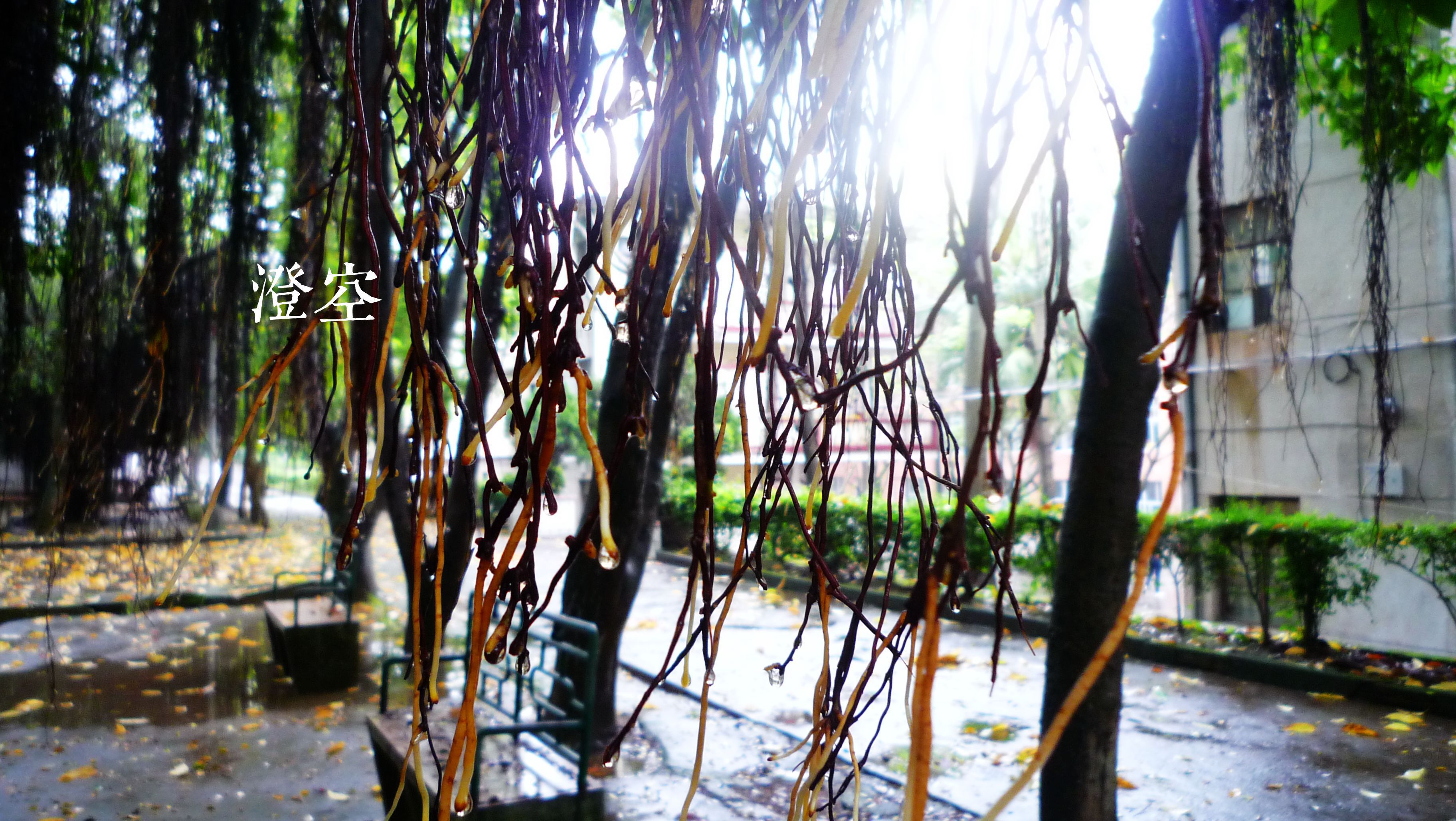 榕树的须，雨后带着mr.raindrop