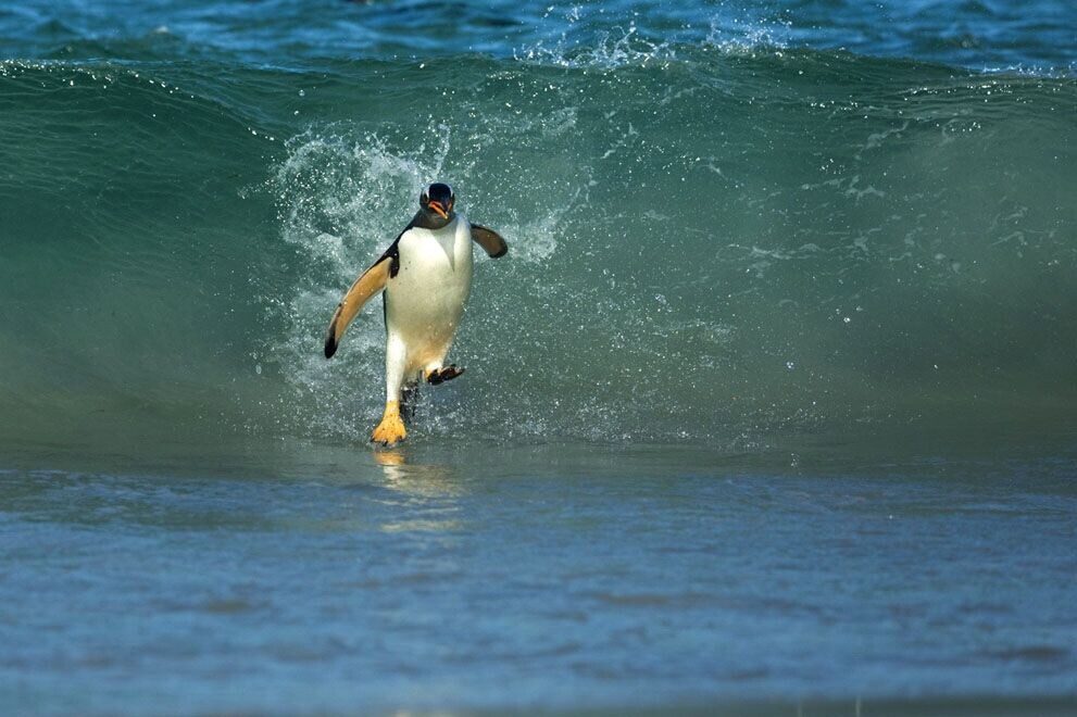 企鹅踏浪.jpg