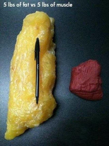 5磅脂肪和5磅肌肉的对比.jpg