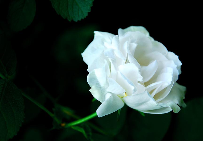 白玫瑰.jpg